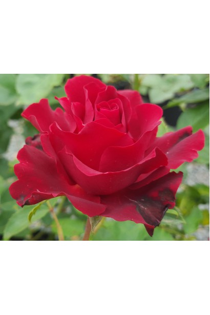 Троянда чайно-гібридна ‘Омаж а Барбара’